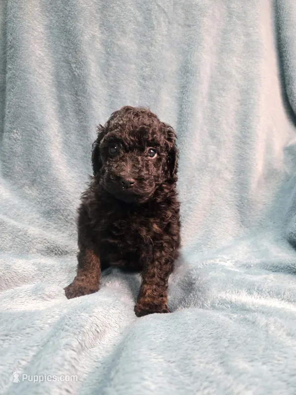 Small black male  – Poodle - Miniature  puppy for sale in Canton, TX