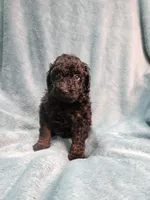 Small black male , a male Poodle - Miniature  for sale in Canton, TX – 1 of 5