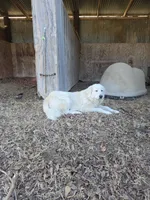 Smaller girl, a female Great Pyrenees for sale in Canton, TX – Photo 4 of 4