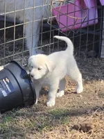 Smaller girl, a female Great Pyrenees for sale in Canton, TX – Photo 1 of 4