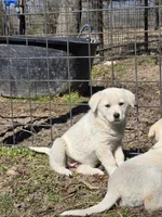 Smaller girl, a female Great Pyrenees for sale in Canton, TX – Photo 2 of 4