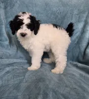 REDUCED for this weekend , a male Poodle - Miniature  for sale in Canton, TX – 2 of 6