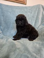 Black phantom boy, a male Poodle - Miniature  for sale in Canton, TX – 3 of 5