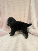 Black phantom girl , a female Poodle - Miniature  for sale in Canton, TX – 3 of 5