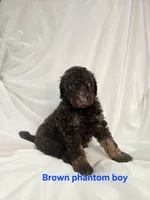 Brown phantom boy , a male Poodle - Miniature  for sale in Canton, TX – 2 of 5