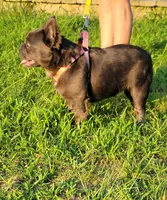 Bred girl, a female French Bulldog for sale in Canton, TX – 2 of 7