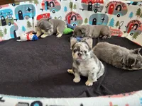 Bred girl, a female French Bulldog for sale in Canton, TX – 7 of 7