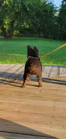 Bred girl, a female French Bulldog for sale in Canton, TX – 4 of 7