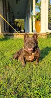 Bred girl, a female French Bulldog for sale in Canton, TX – 3 of 7