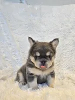 Bred girl, a female French Bulldog for sale in Canton, TX – 6 of 7