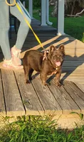 Bred girl, a female French Bulldog for sale in Canton, TX – 1 of 7