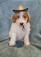 Parti boy(price reduced), a male Goldendoodle and Miniature Goldendoodle for sale in Canton, TX – Photo 1 of 5