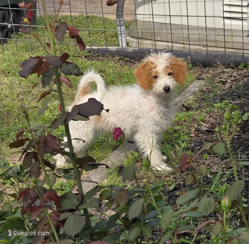 Parti boy(price reduced) – Goldendoodle, Miniature Goldendoodle puppy for sale in Canton, TX