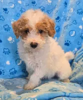 Parti boy, a male Miniature Goldendoodle for sale in Canton, TX – Photo 2 of 4