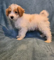 Parti boy(price reduced), a male Goldendoodle and Miniature Goldendoodle for sale in Canton, TX – Photo 2 of 5