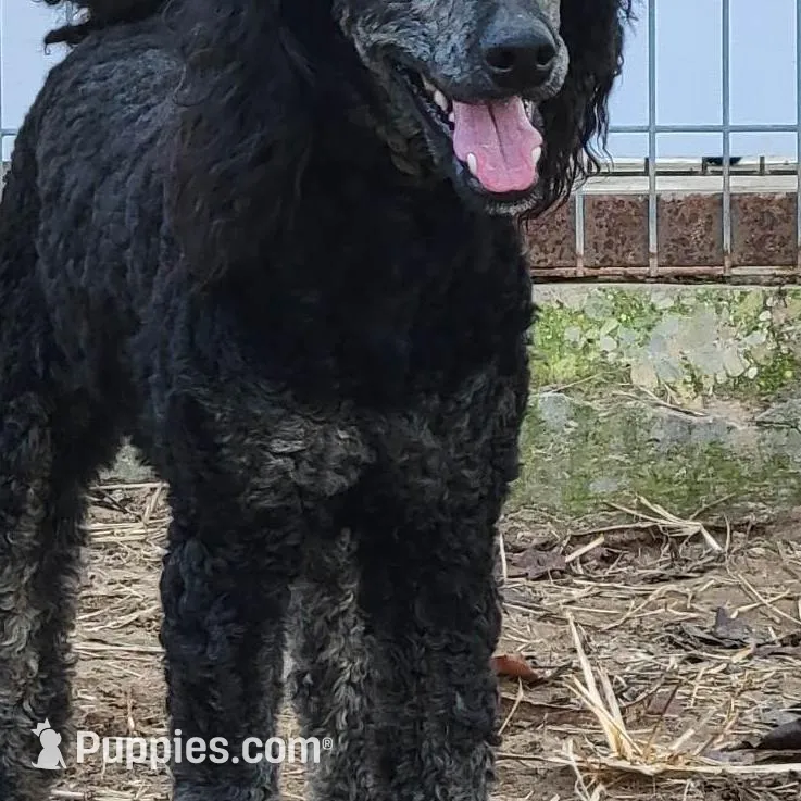 Parti boy, a male Miniature Goldendoodle for sale in Canton, TX – Photo 4 of 4