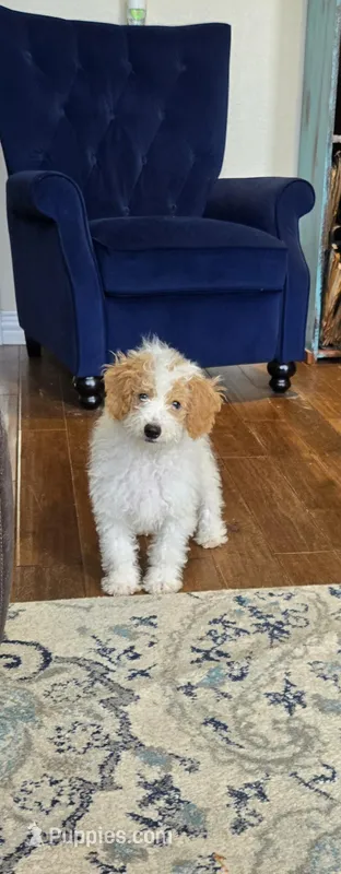 Parti boy(price reduced) – Goldendoodle, Miniature Goldendoodle puppy for sale in Canton, TX