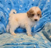 Parti boy, a male Miniature Goldendoodle for sale in Canton, TX – Photo 1 of 4