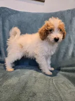 Parti boy(price reduced), a male Goldendoodle and Miniature Goldendoodle for sale in Canton, TX – Photo 3 of 5