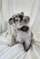 Fluffy blue merle boy , a male French Bulldog for sale in Canton, TX – 2 of 5