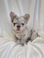 Fluffy lilac merle boy , a male French Bulldog for sale in Canton, TX – 2 of 5