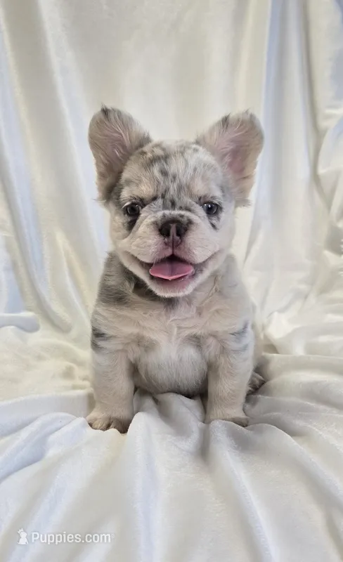 Fluffy lilac merle boy  – French Bulldog puppy for sale in Canton, TX