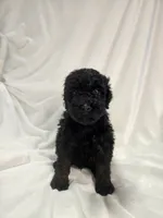 Black boy, a male Poodle - Miniature  for sale in Canton, TX – 2 of 5