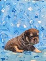 Fluffy blue/tan boy, a male French Bulldog for sale in Canton, TX – 3 of 5