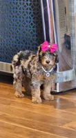 Phantom merle girl , a female Poodle - Miniature  for sale in Canton, TX – 4 of 4
