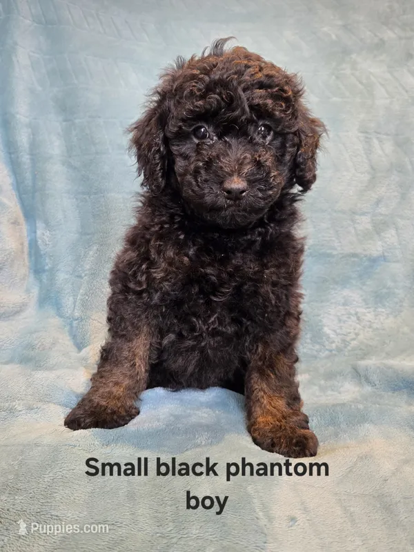 Small black phantom male  – Poodle - Miniature  puppy for sale in Canton, TX