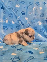 Fluffy lilac merle boy , a male French Bulldog for sale in Canton, TX – 3 of 3