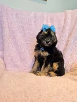 Phantom girl(price reduced), a female Goldendoodle and Miniature Goldendoodle for sale in Canton, TX – Photo 2 of 5