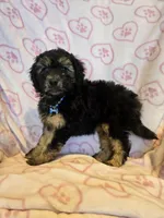 Phantom girl, a female Miniature Goldendoodle for sale in Canton, TX – Photo 2 of 4