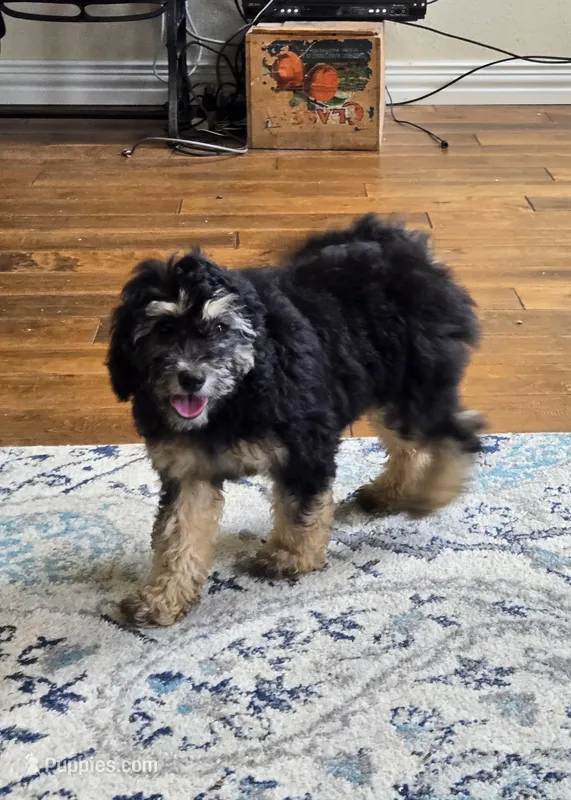 Phantom girl(price reduced) – Goldendoodle, Miniature Goldendoodle puppy for sale in Canton, TX