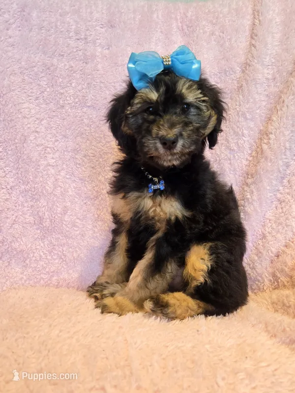 Phantom girl – Goldendoodle, Miniature Goldendoodle puppy for sale in Canton, TX