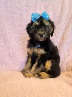 Phantom girl(price reduced), a female Goldendoodle and Miniature Goldendoodle for sale in Canton, TX – Photo 1 of 5