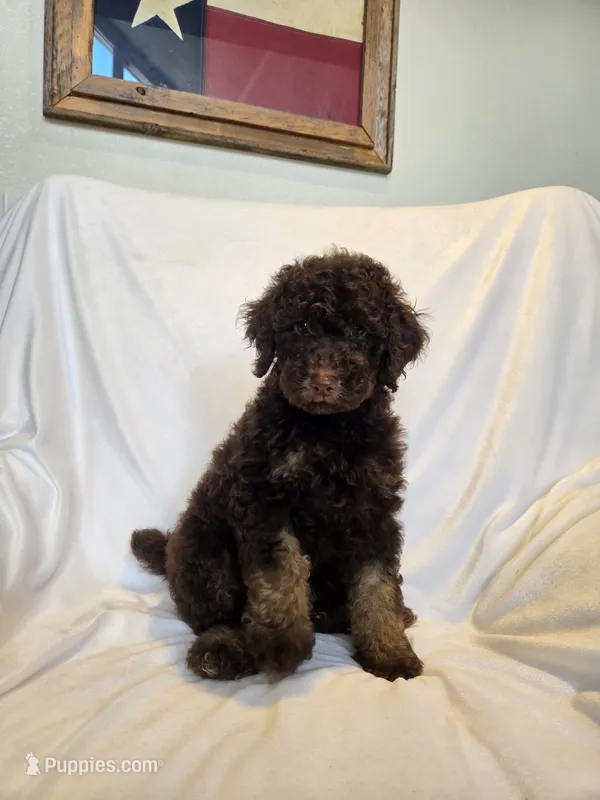Brown phantom boy  – Poodle - Miniature  puppy for sale in Canton, TX