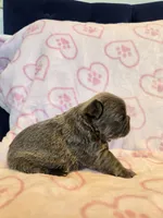 Fluffy Blue trindle girl , a female French Bulldog for sale in Canton, TX – 3 of 5