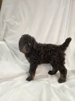 Brown phantom boy , a male Poodle - Miniature  for sale in Canton, TX – 3 of 5
