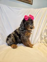 Phantom merle girl , a female Poodle - Miniature  for sale in Canton, TX – 2 of 4
