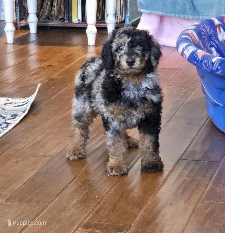 Blue eyed merle phantom  – Poodle - Miniature  puppy for sale in Canton, TX