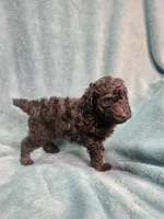 Small black male , a male Poodle - Miniature  for sale in Canton, TX – 3 of 5