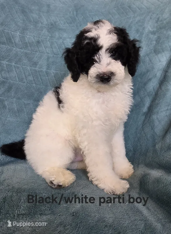 Black/white parti boy – Poodle - Miniature  puppy for sale in Canton, TX