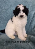 REDUCED for this weekend , a male Poodle - Miniature  for sale in Canton, TX – 1 of 6