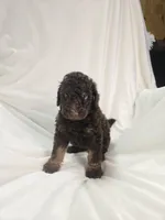 Brown phantom boy , a male Poodle - Miniature  for sale in Canton, TX – 1 of 5