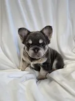Fluffy blue/tan boy, a male French Bulldog for sale in Canton, TX – 2 of 4