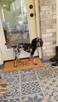 Phantom merle girl, a female Poodle - Miniature  for sale in Canton, TX – 5 of 6
