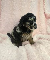 Phantom merle girl, a female Poodle - Miniature  for sale in Canton, TX – 2 of 6