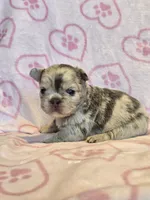 Fluffy lilac merle girl, a female French Bulldog for sale in Canton, TX – 3 of 3