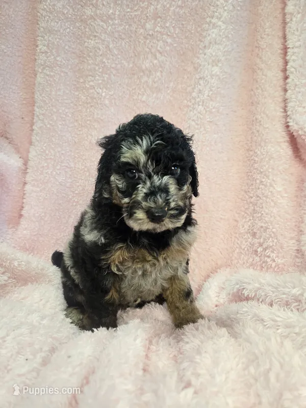 Phantom merle girl – Poodle - Miniature  puppy for sale in Canton, TX